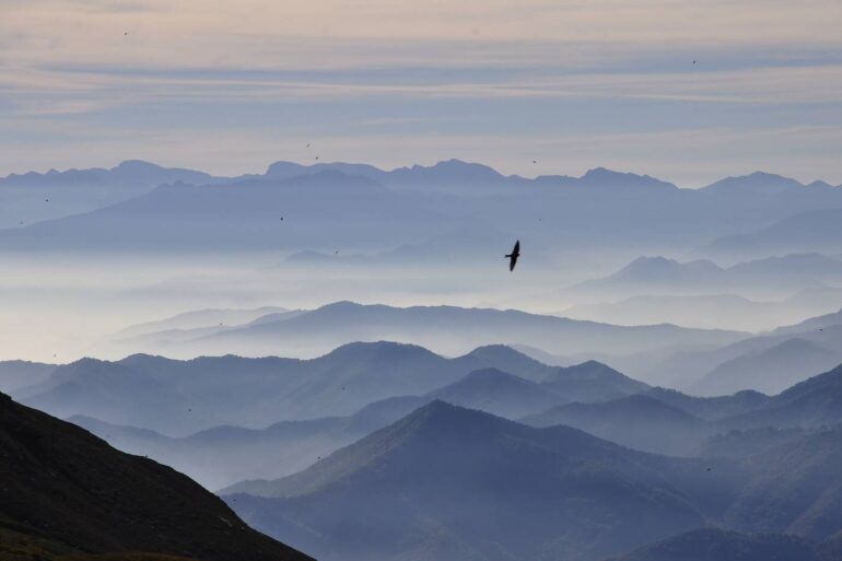 Bird flying over blue mountains