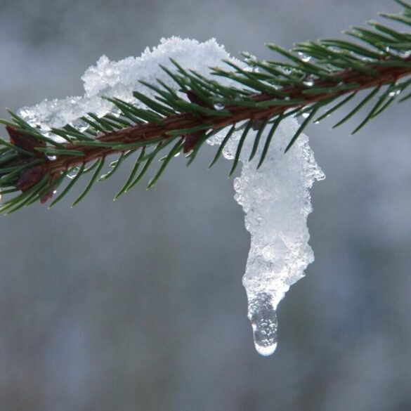 snow melting on tree branch
