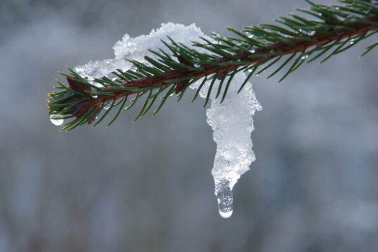 snow melting on tree branch