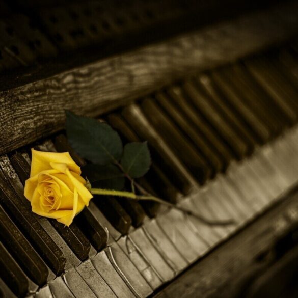 single rose on piano keys