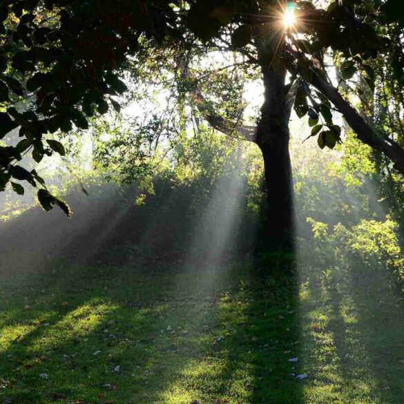 Morning sun shining on trees