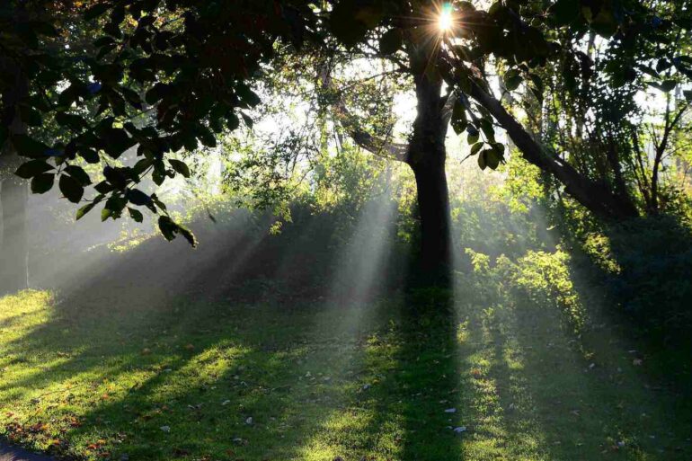 POEMS BY JAMES FARWELL: 10 haiku about meditative living 29 Morning sun shining on trees