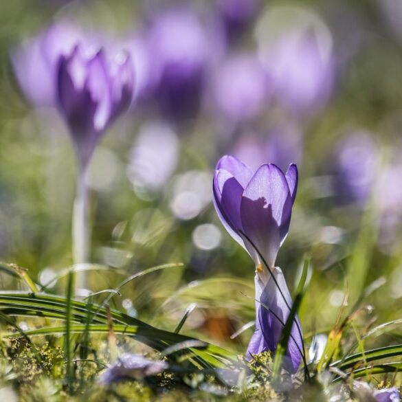 Crocuses