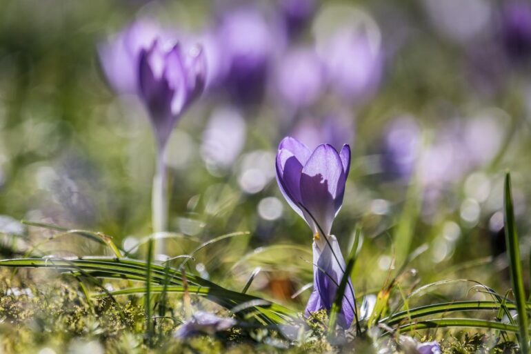 Crocuses