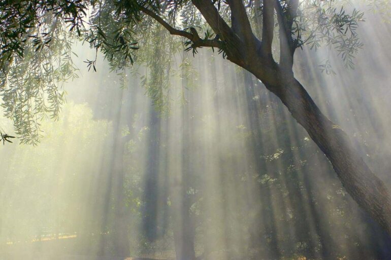 sunlight through trees