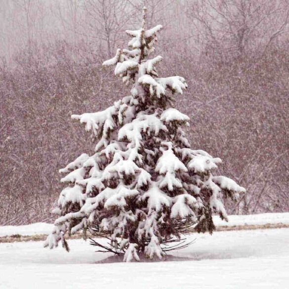 Small fir tree covered in snow