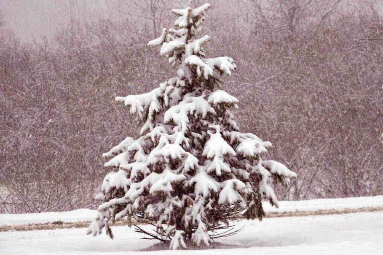 Small fir tree covered in snow