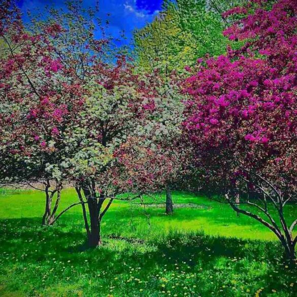 Coloured trees in bloom