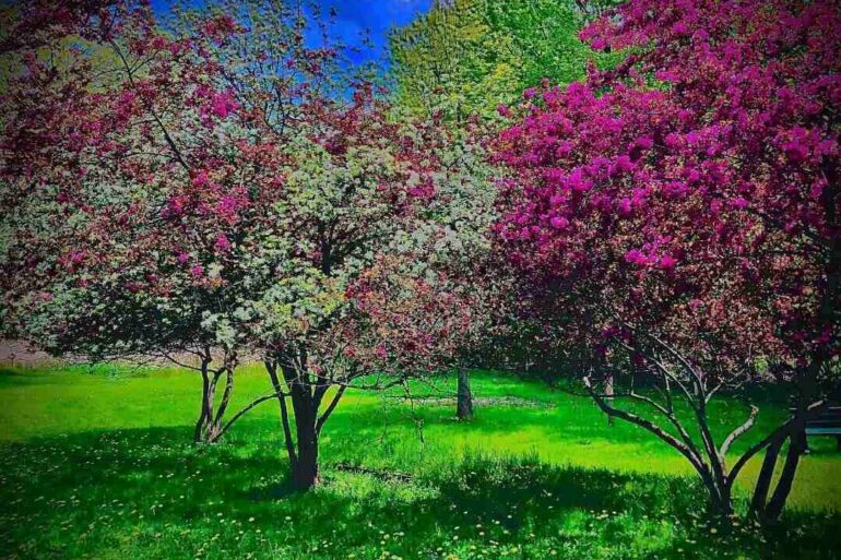 Coloured trees in bloom