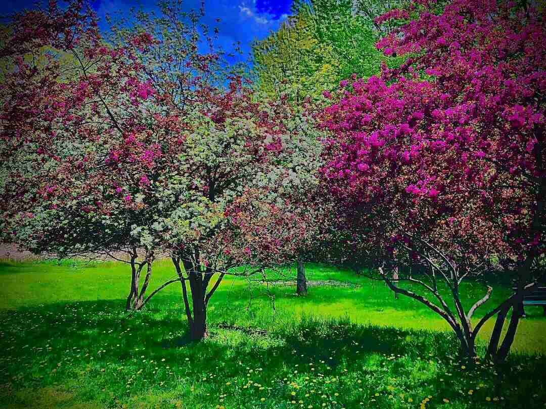 POEMS BY GEORGE PAYNE: A New Moon Intention, How Death Lingers and more 13 Coloured trees in bloom