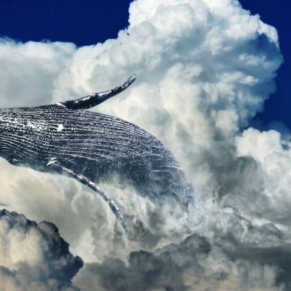 whale leaping through clouds