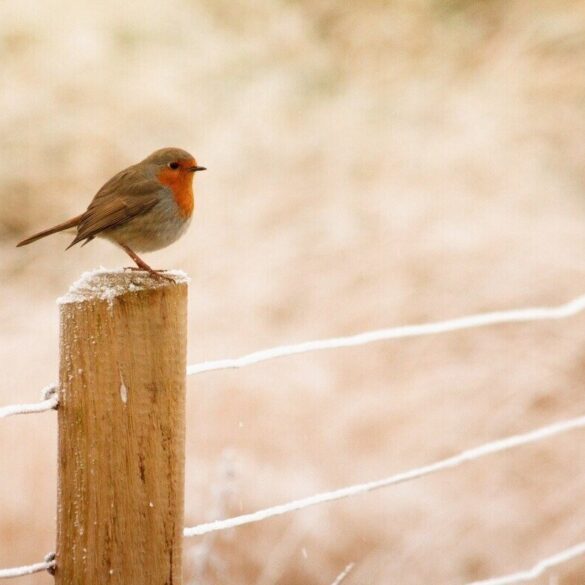 robin alone on a fence post