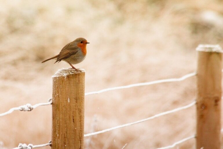 robin alone on a fence post