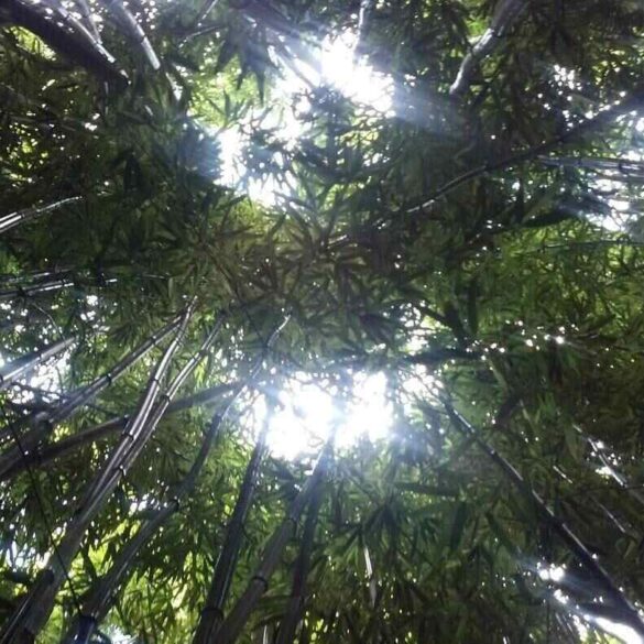 Bamboo forest in Maui, Hawaii