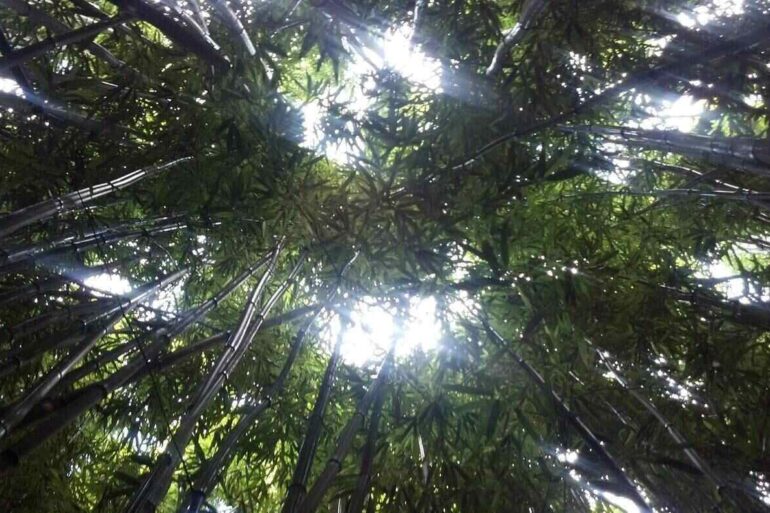 Bamboo forest in Maui, Hawaii