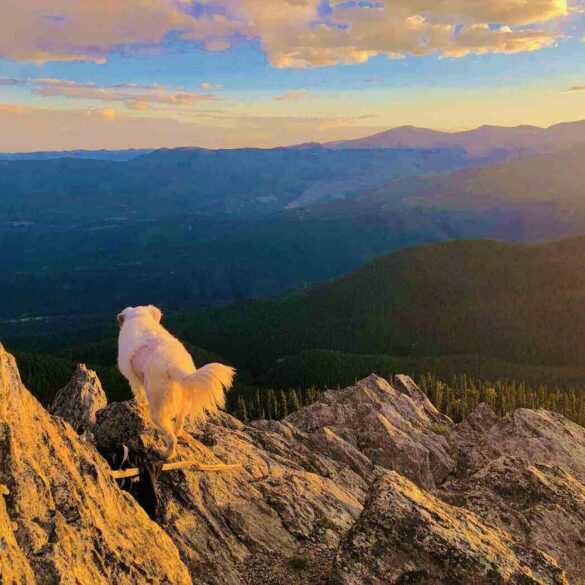 Forrest Rivers' dog Abbie