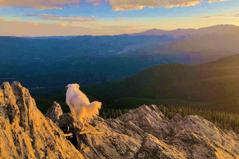 Forrest Rivers' dog Abbie