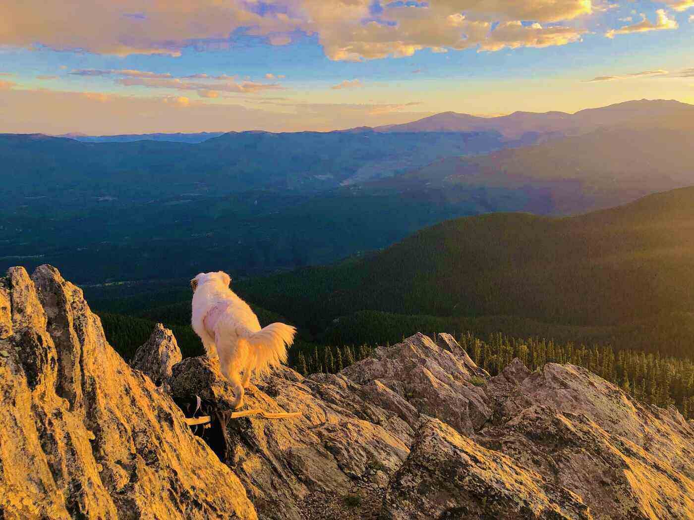 LIVE AND INSPIRE PART II: 14 reflections, poems and parables 13 Forrest Rivers' dog Abbie