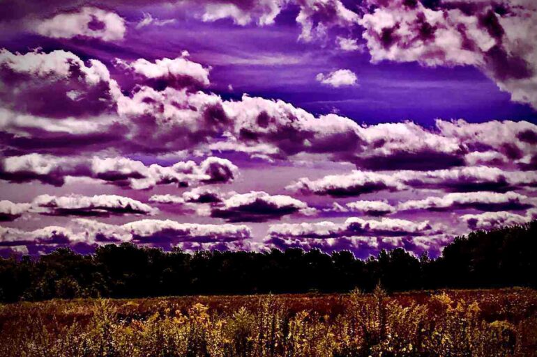 Purple clouds above meadow of yellow grasses