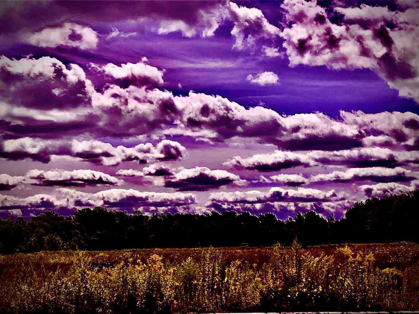 POEMS BY GEORGE PAYNE: The Watchful, A Matter of Custody and more 13 Purple clouds above meadow of yellow grasses