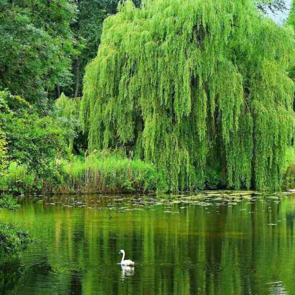 willow tree on a pond