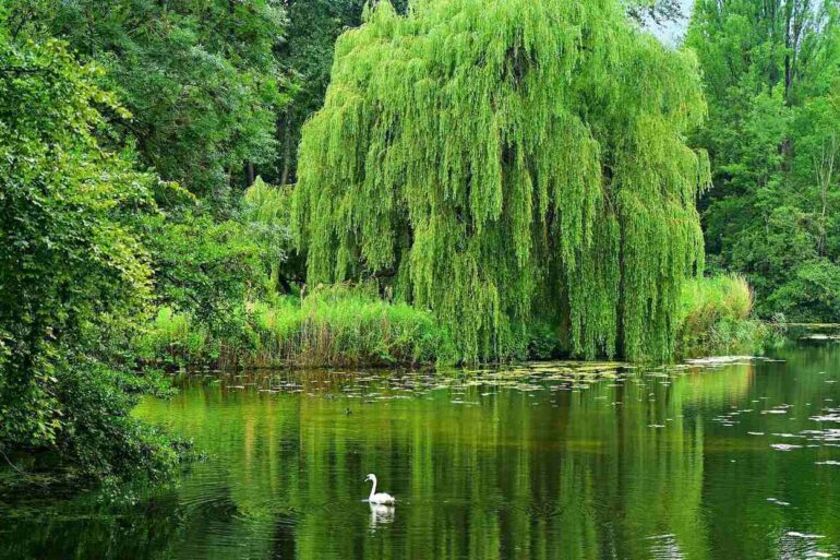 willow tree on a pond