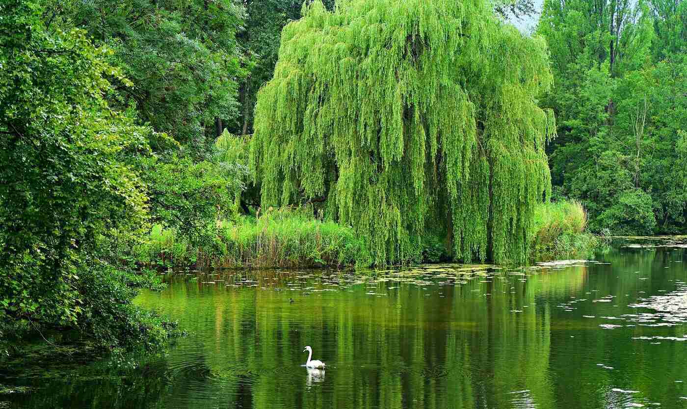 PHYSIC GARDENS, WITCHES AND MEDICINE: My bus hop to Chelsea, London, England 13 willow tree on a pond