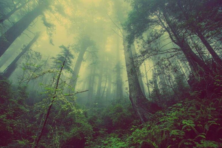 forest with sun beams