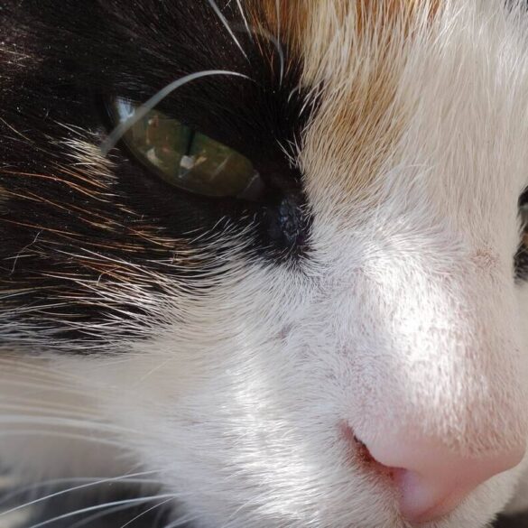 calico cat