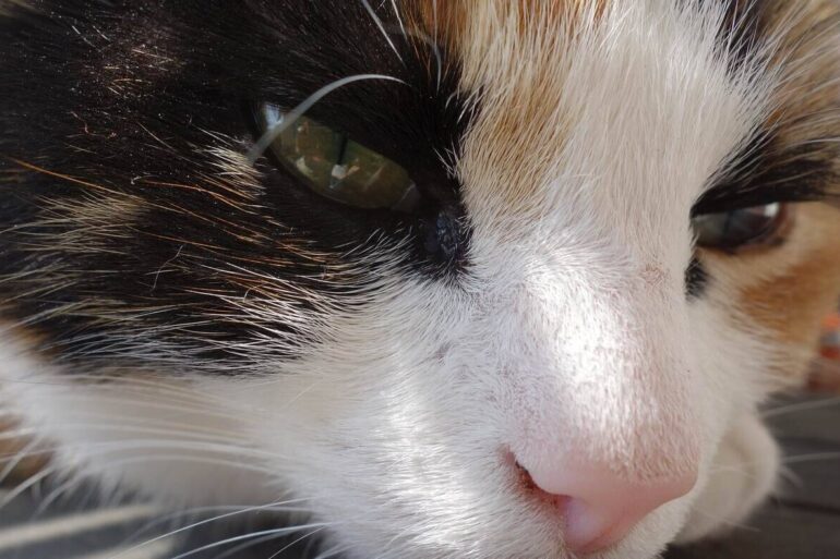 calico cat