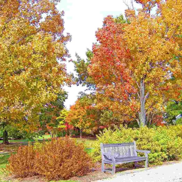 Wooden bench under maple trees in autumn