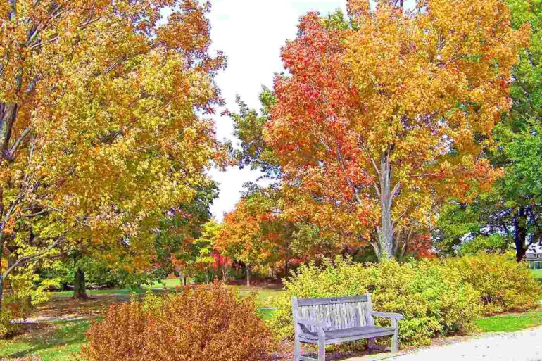 Wooden bench under maple trees in autumn