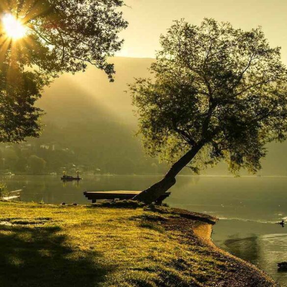 Sun shining over water and trees