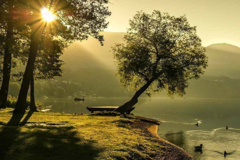 Sun shining over water and trees