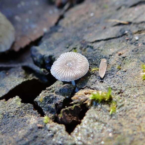 mushroom breaking through concrete