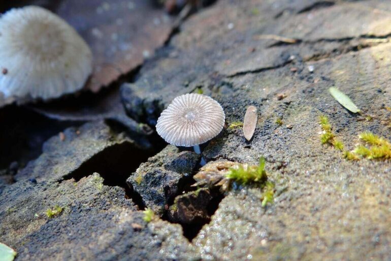 mushroom breaking through concrete