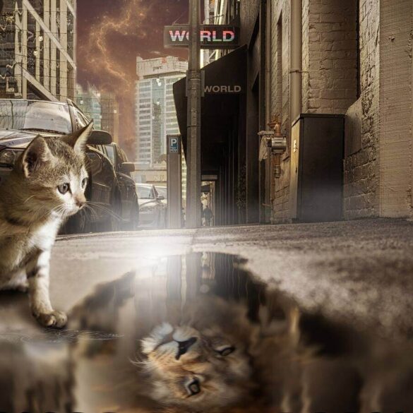 cat looking in a pool of water and seeing a lion