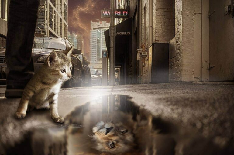 cat looking in a pool of water and seeing a lion