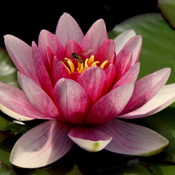 Lotus flower full bloom