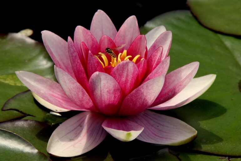 Lotus flower full bloom