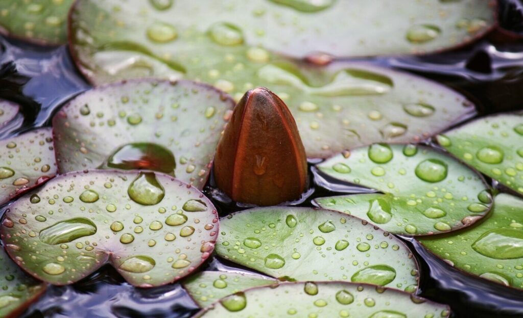 LIVE LIKE A LOTUS 5 Stages of transformation after a loss4