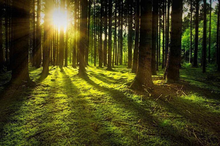 sun shining through trees in a forest
