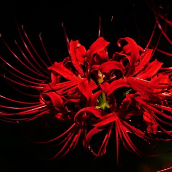red spider lilies