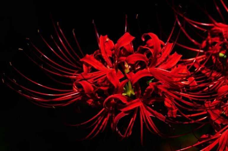 red spider lilies
