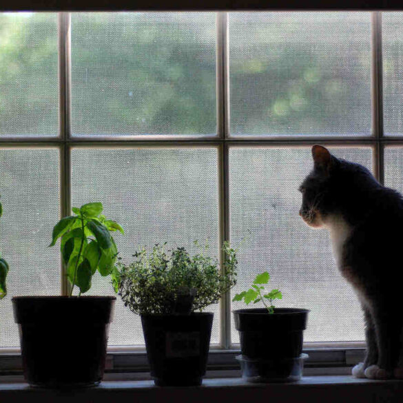 Four potted plants in windowsill next to cat