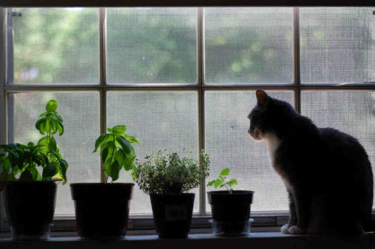 Four potted plants in windowsill next to cat
