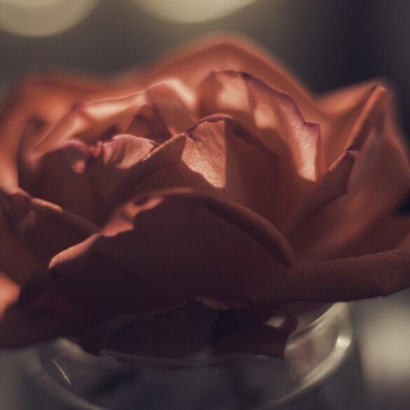 Single red rose in vase