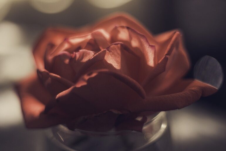 Single red rose in vase