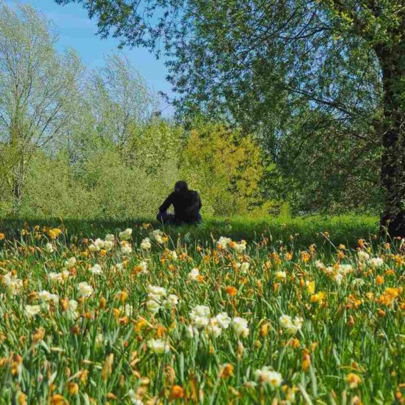 Man sitting in a field of flowers