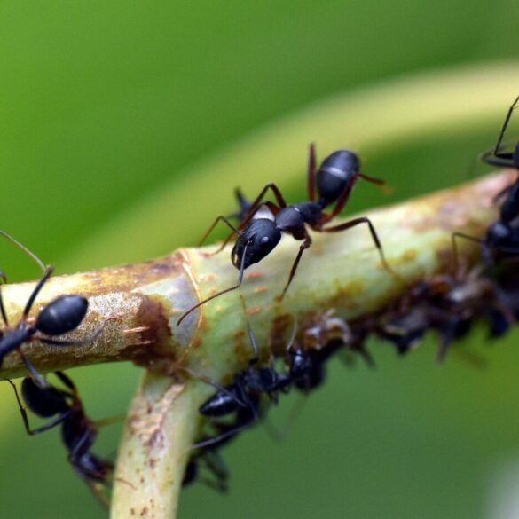 ants on a branch